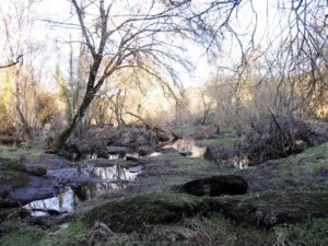 bosque de fervenza
