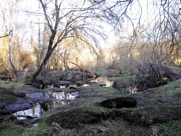 bosque de fervenza